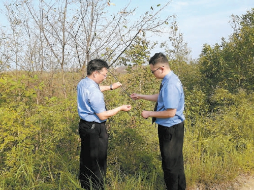 守護500多戶蠶農“綠色錢袋子”