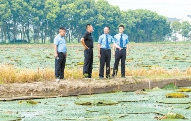 81畝農用地又現(xiàn)雞頭米飄香